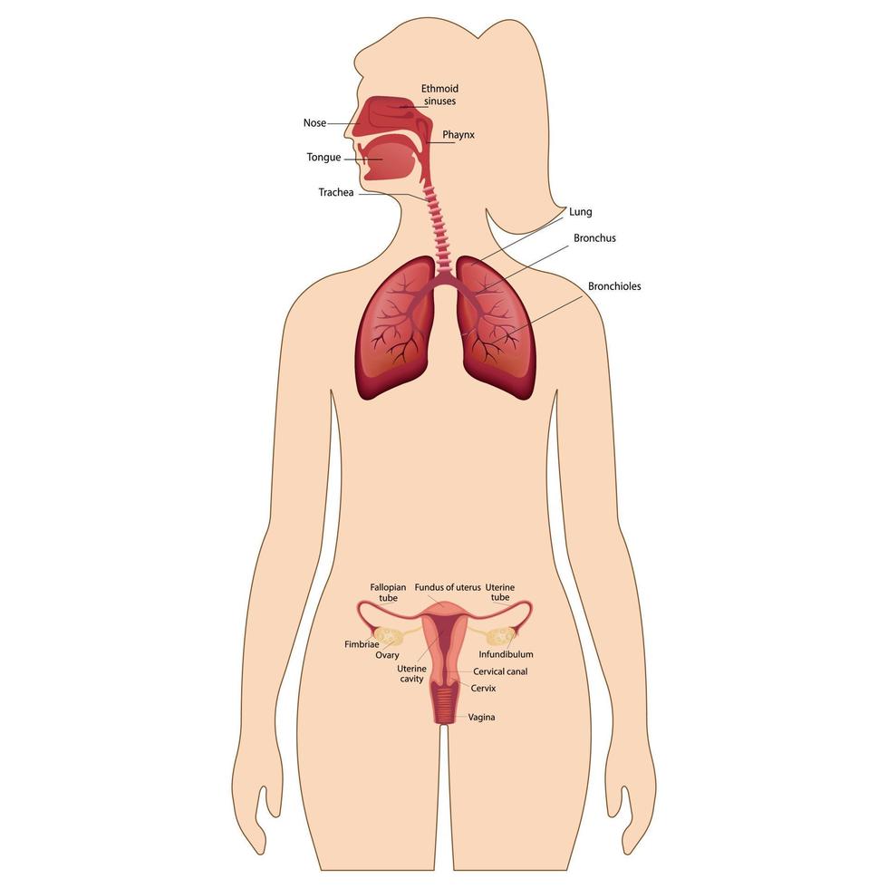 un sistema reproductivo femenino con la designación de las partes principales. sistema respiratorio humano, pulmones, alvéolos. Anatomía del acelerador nasal de la laringe. vector