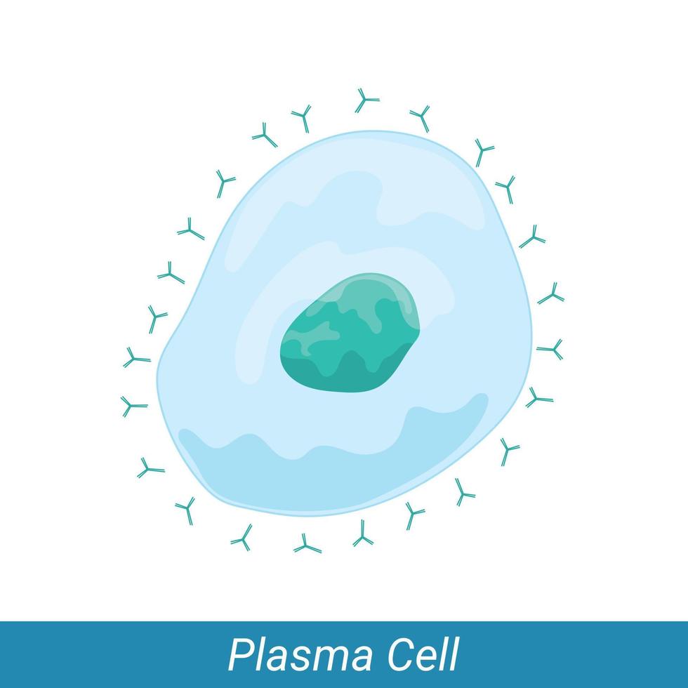 Plasma cell derived from b cell of adaptive immune system vector