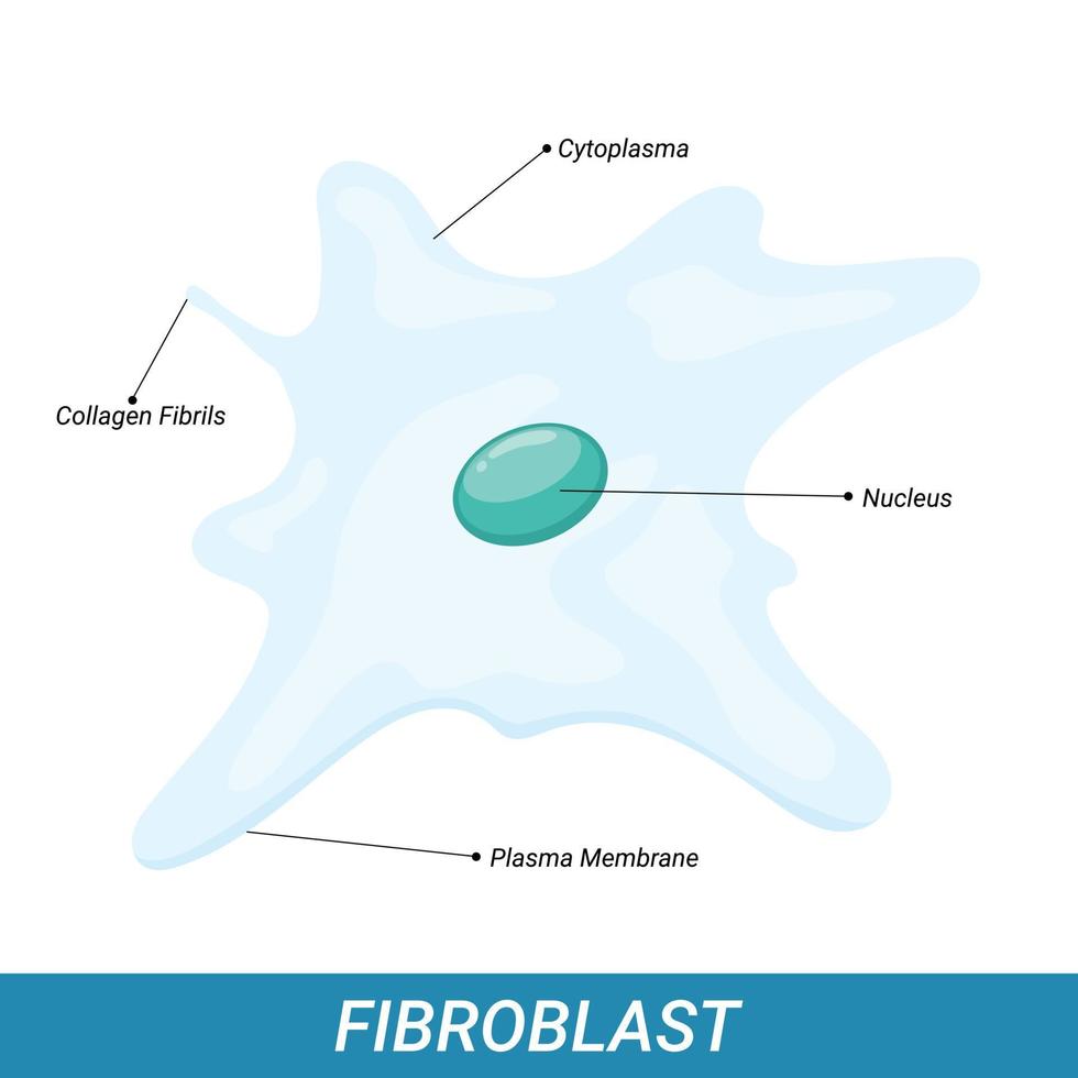 estructura de la célula de fibroblastos humanos vector