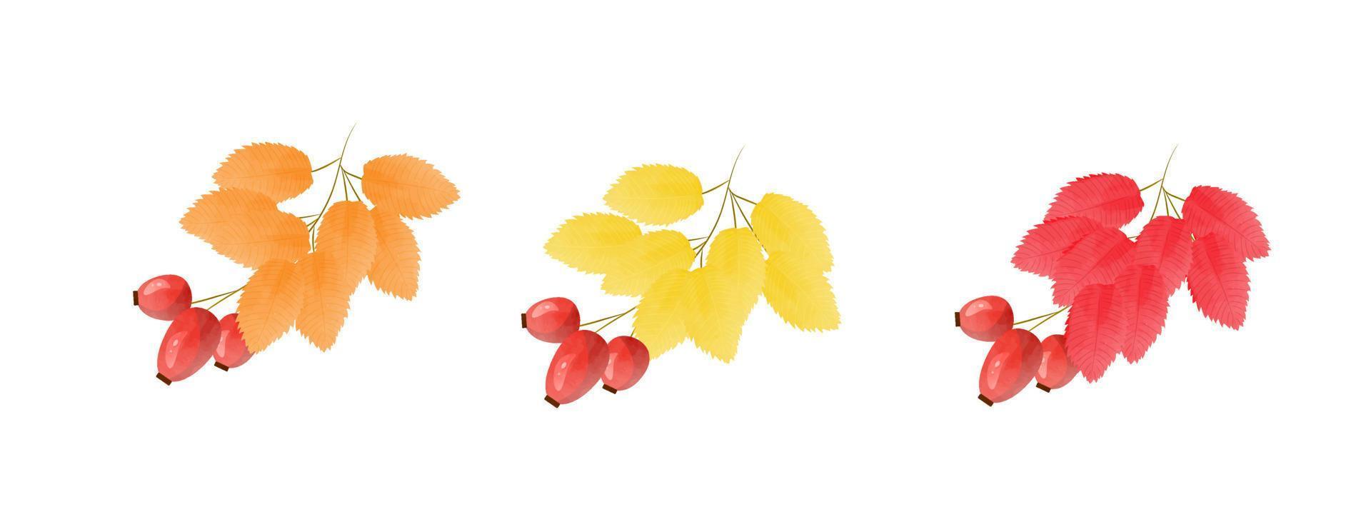 Bright watercolor rosehip branches vector