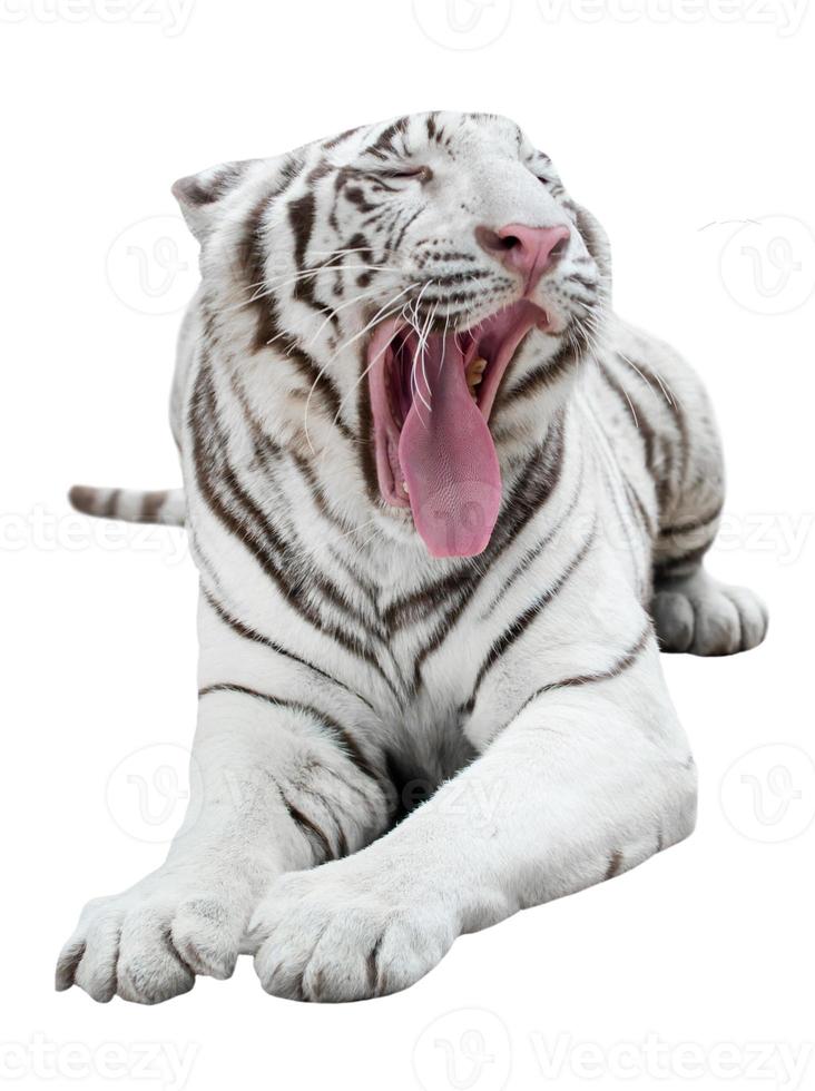 tigre de bengala blanco aislado foto