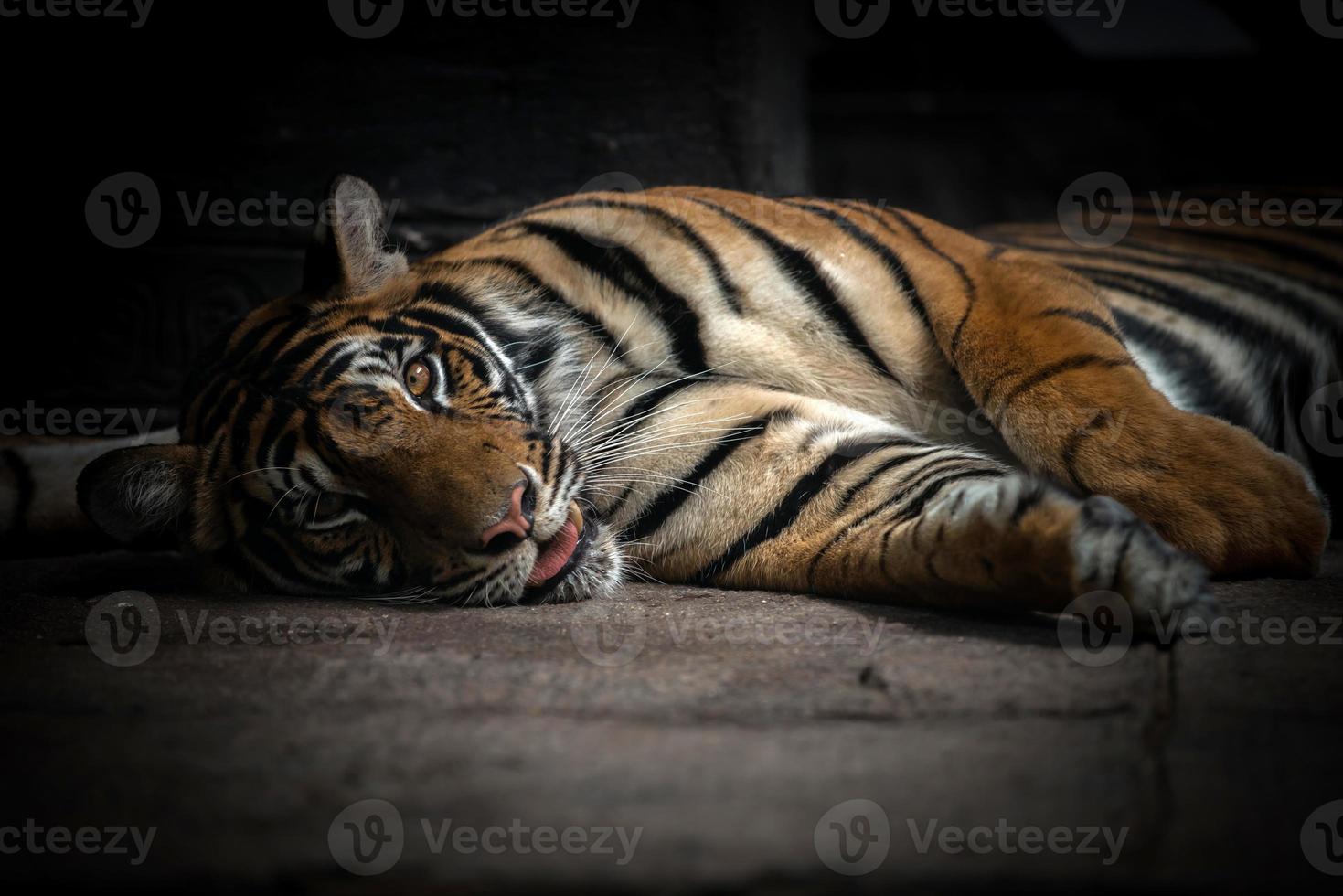 bengal tiger sleeping photo