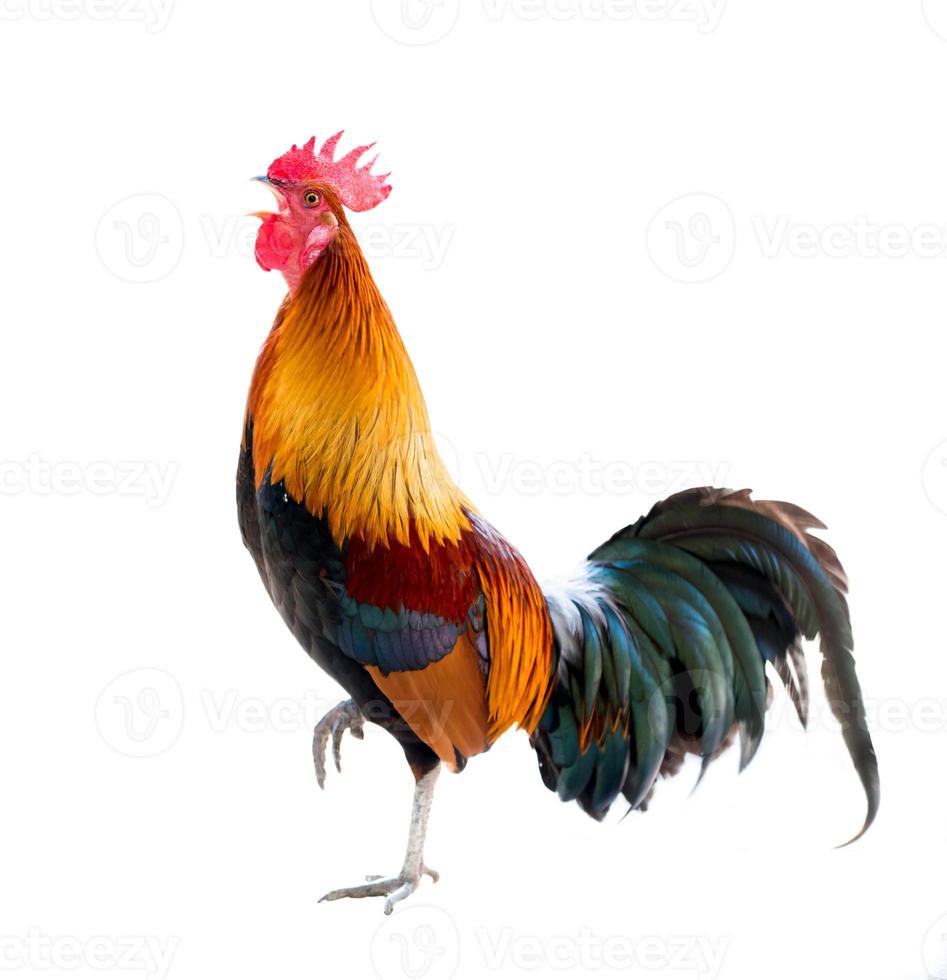 rooster isolated white background photo