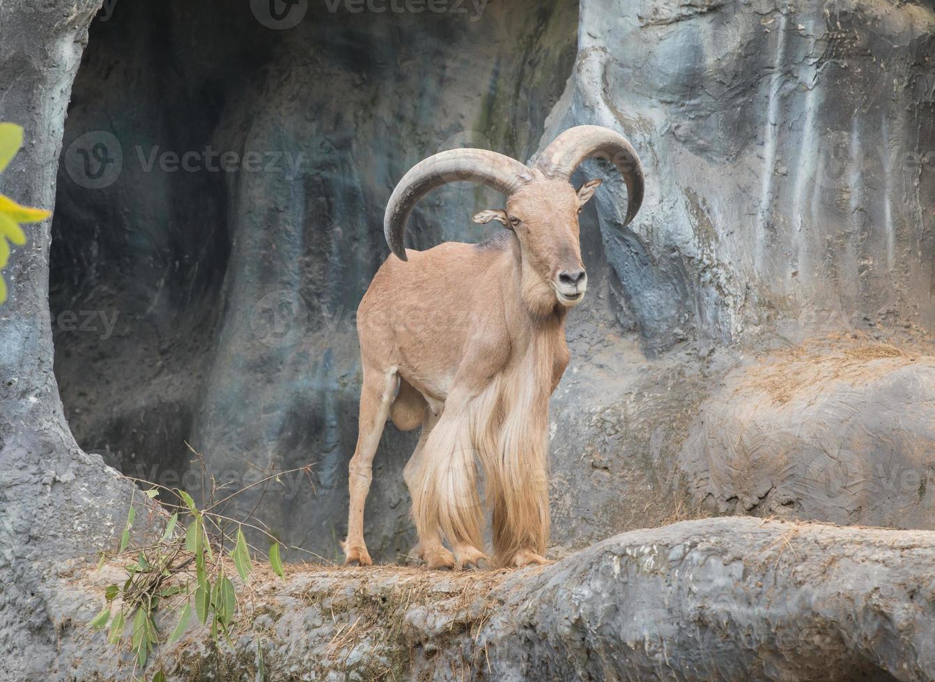 male barbary sheep photo