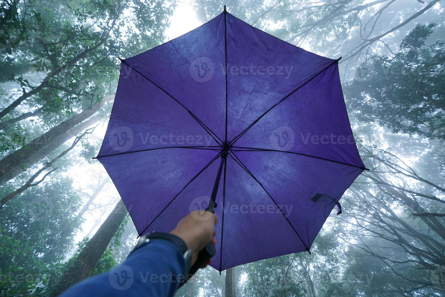 hand hold umbrella with low angle view of tree top in mist photo