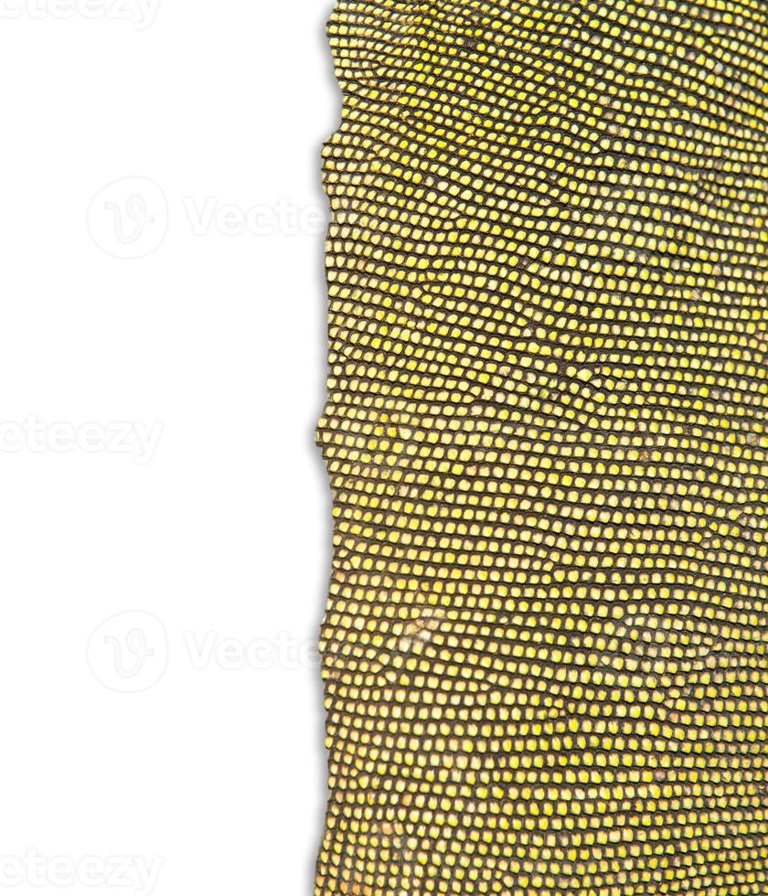textured of iguana skin photo