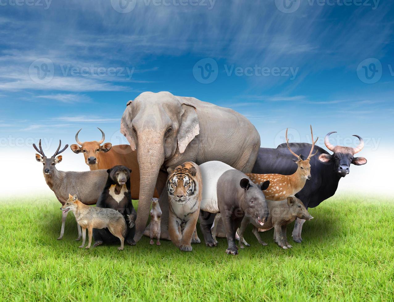 grupo de animales de asia foto