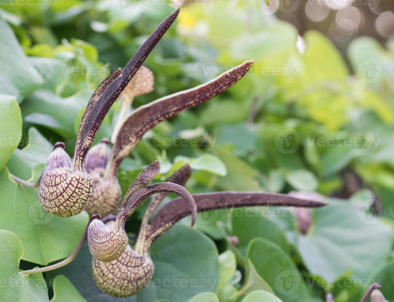 Aristolochia ringens Vahl photo