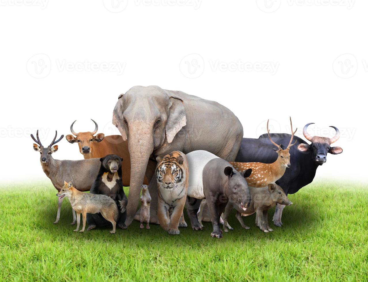 group of asia animals photo