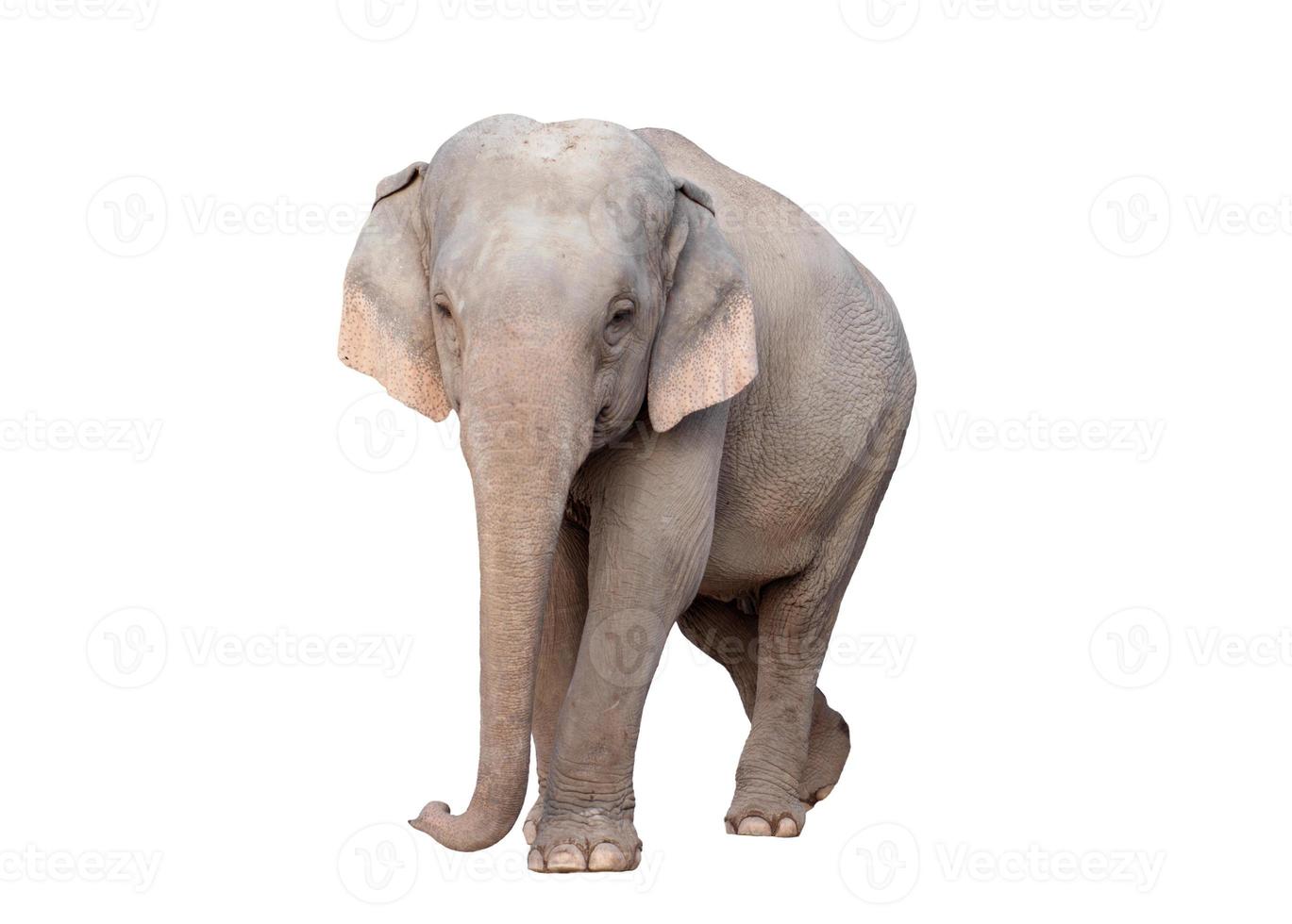 asia elephant isolated photo