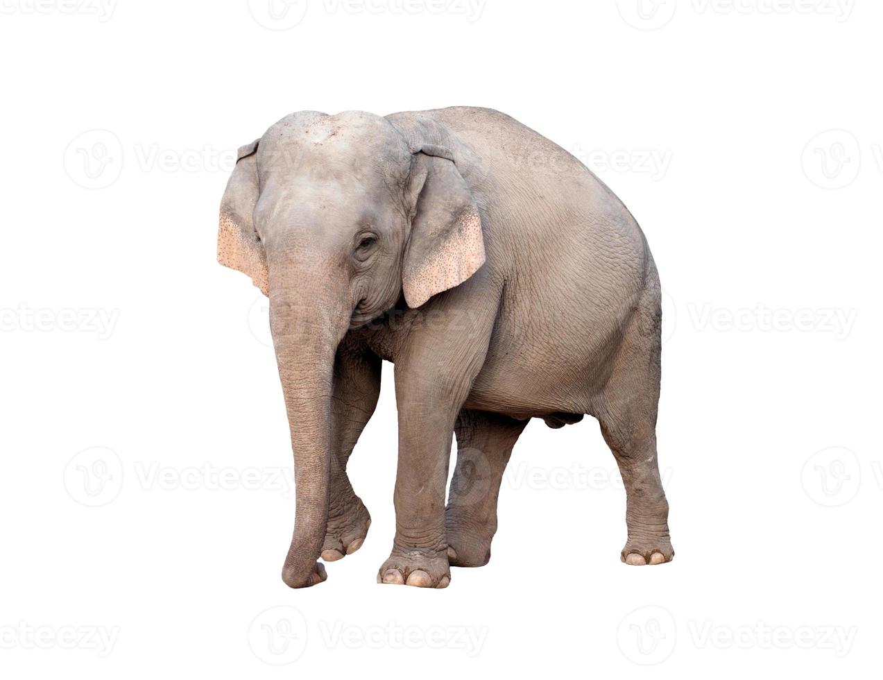 elefante asiático aislado foto