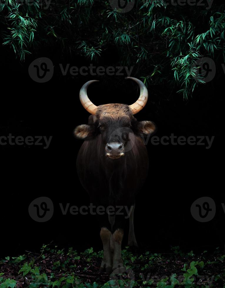 gaur standing in the dark forest photo