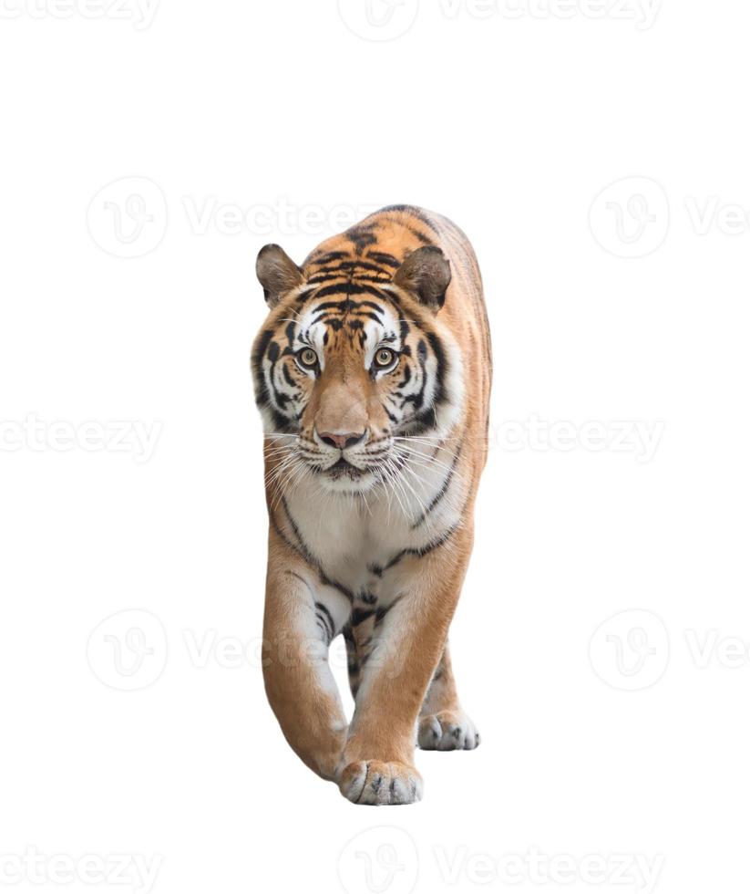 bengal tiger isolated photo