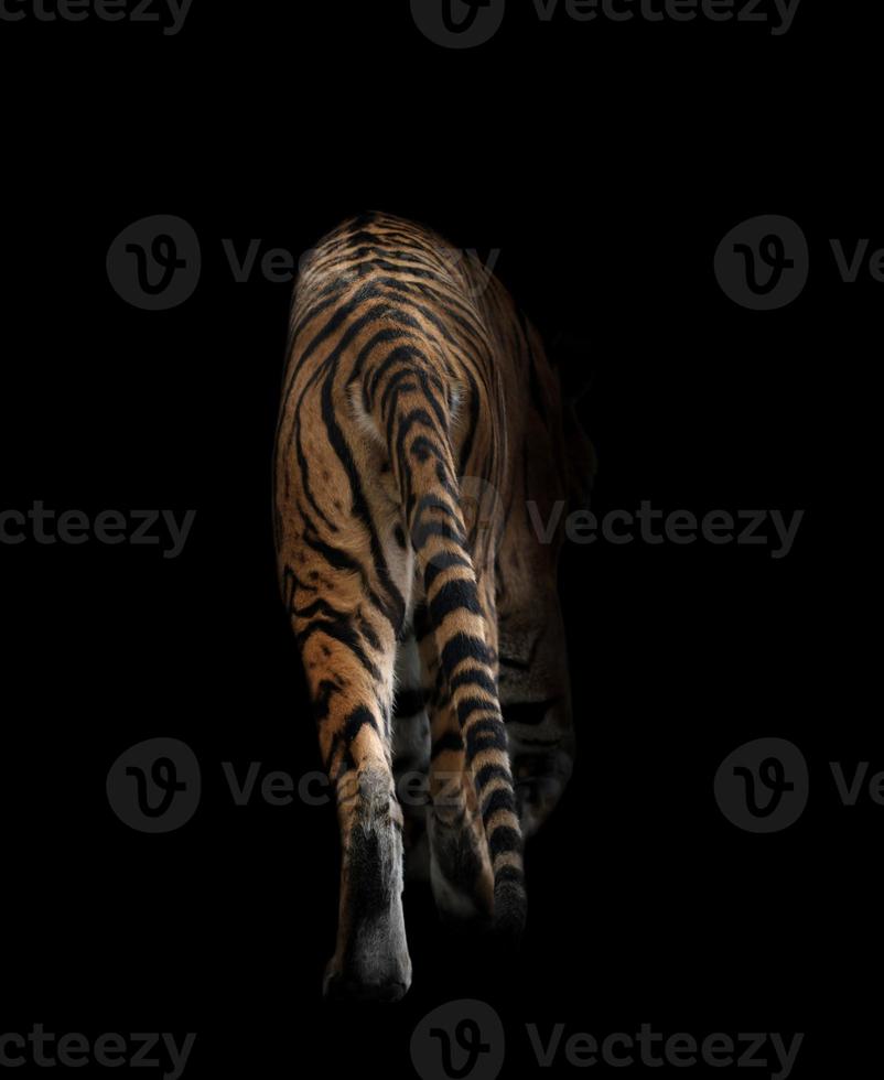 bengal tiger in the dark photo