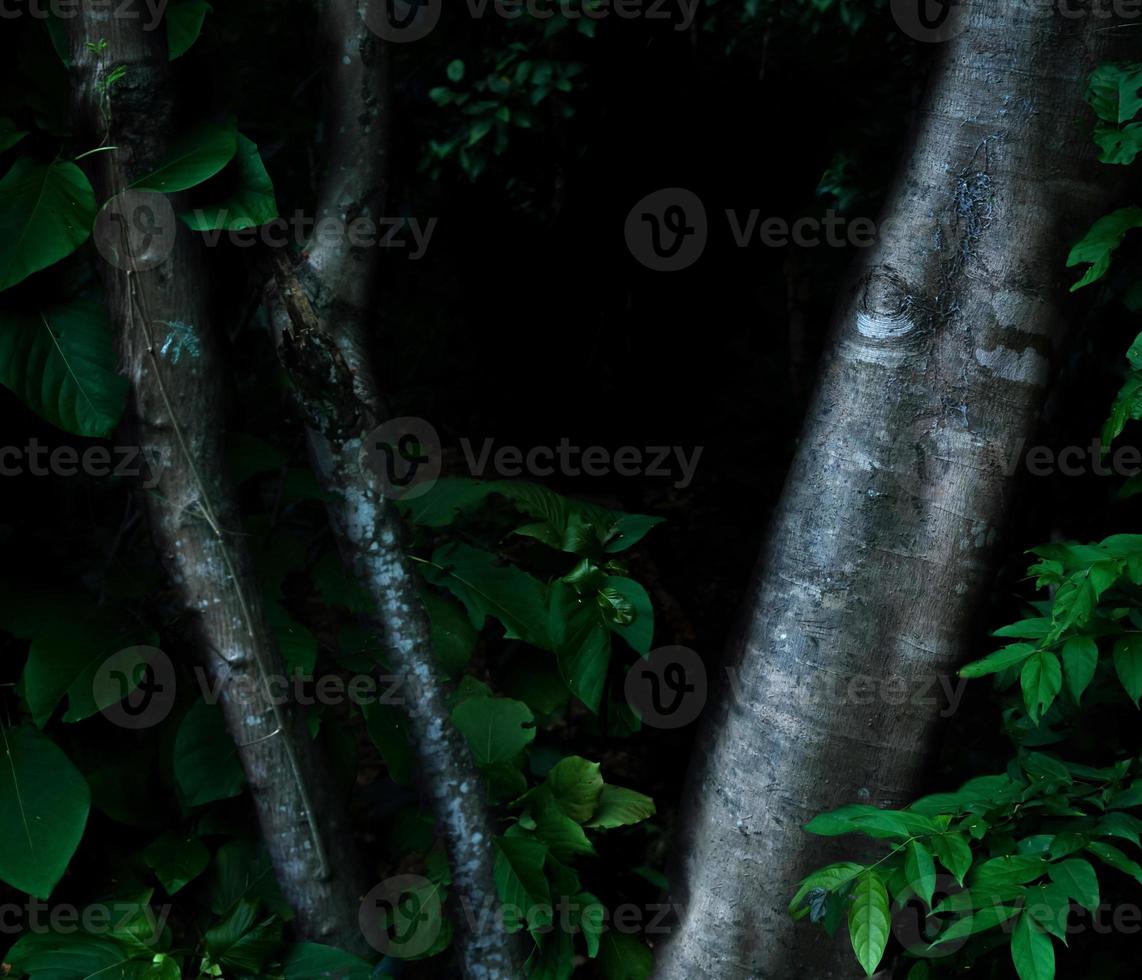 Tropical forest foliage plants bushes dark night photo