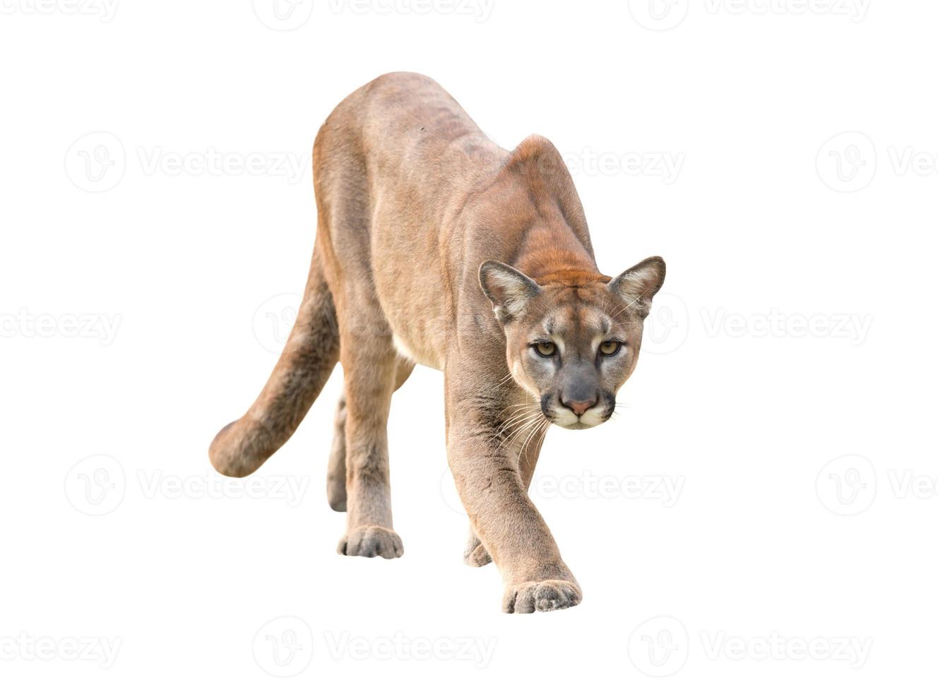 puma isolated white background photo