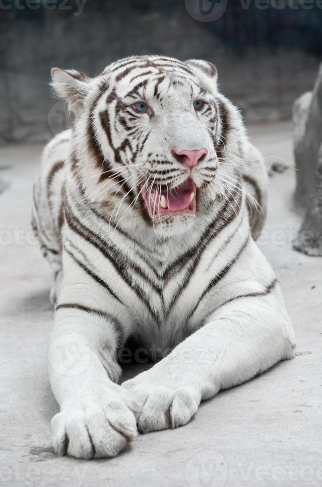 white bengal tiger photo