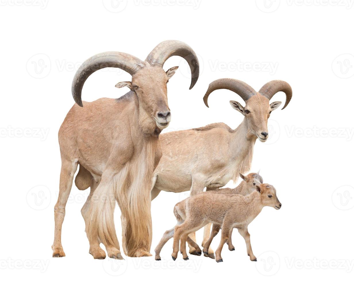 familia de ovejas barbary foto