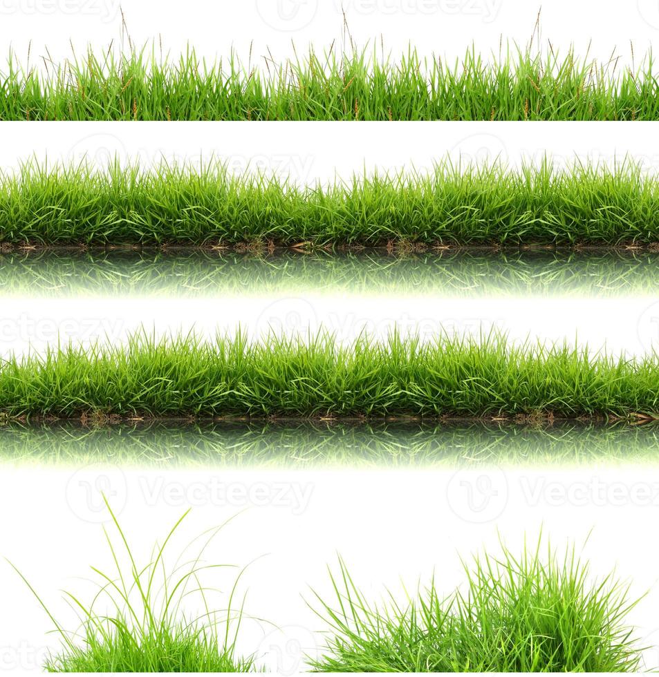 fresh spring green grass isolated photo