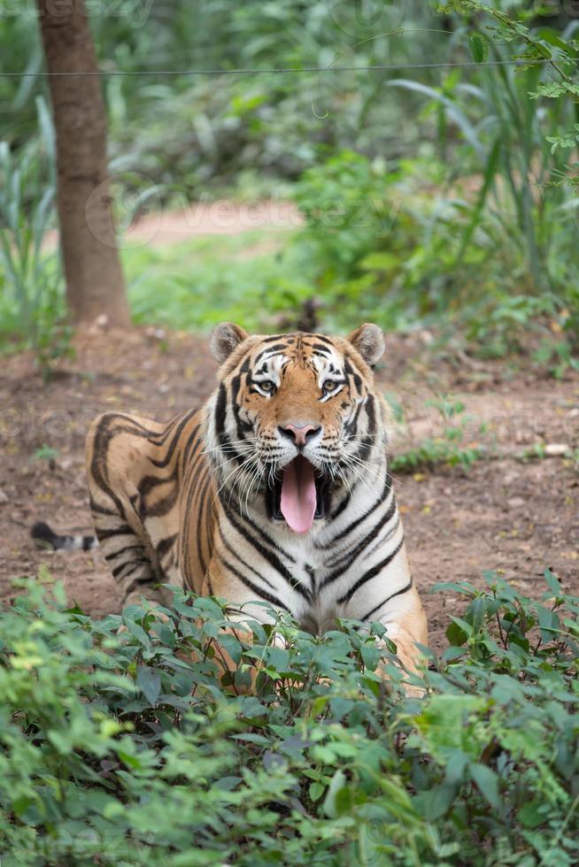 siberian tiger in zoo photo