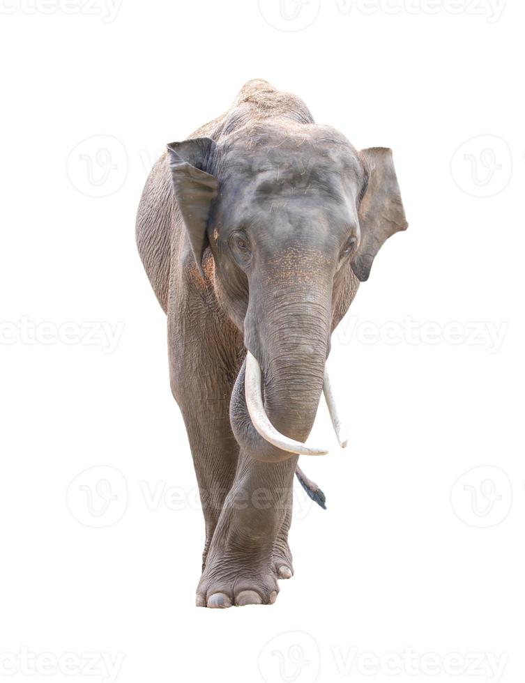 male asia elephant isolated photo