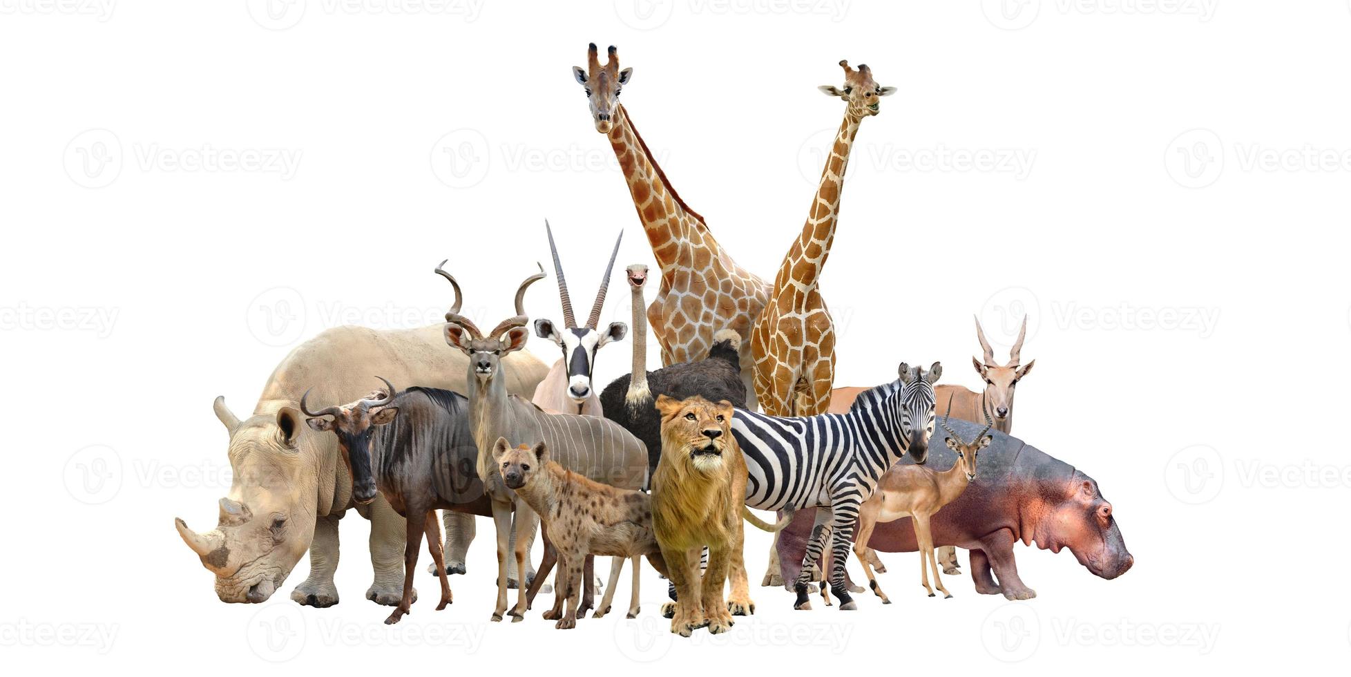 grupo de animales africanos foto