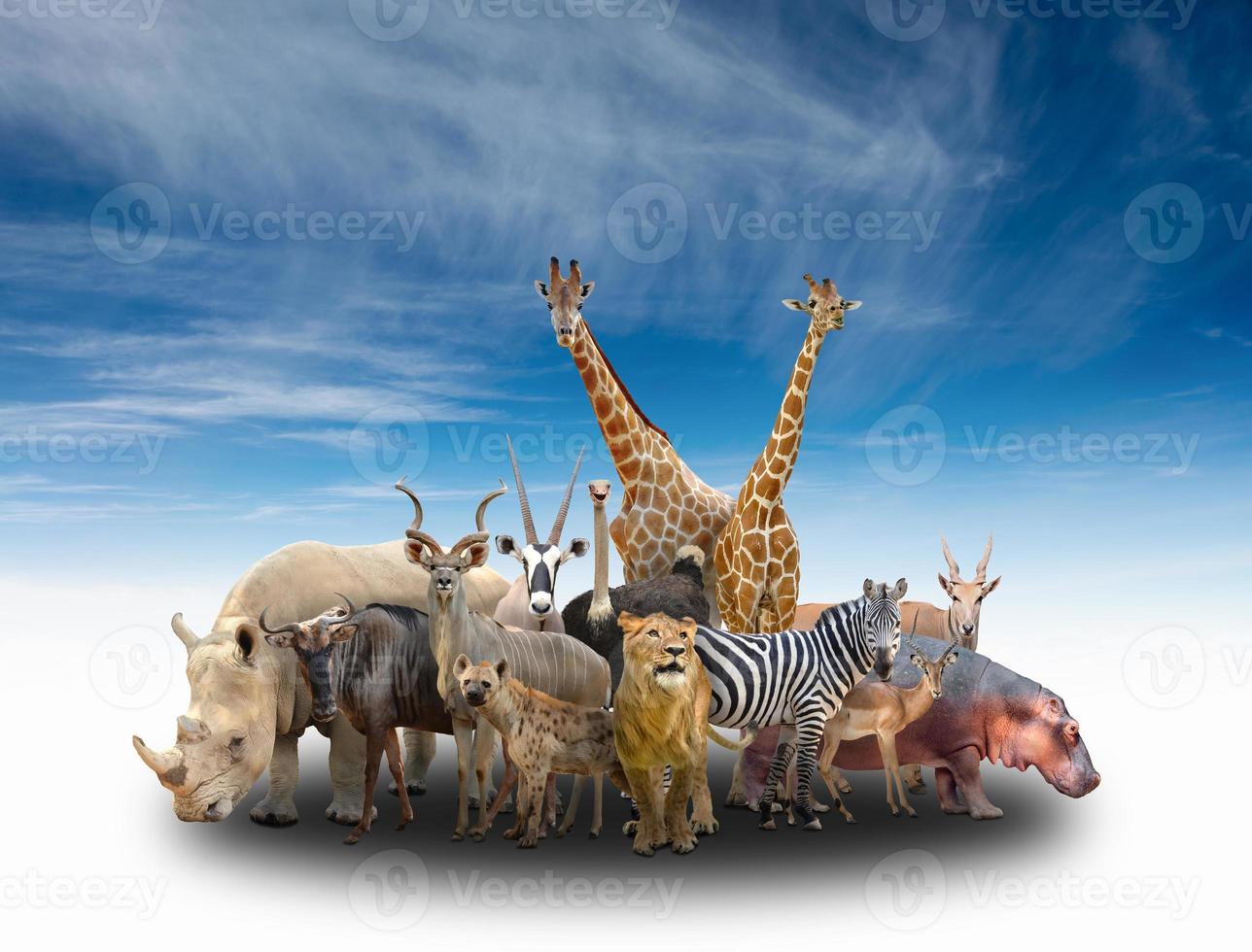 grupo de animales africanos foto