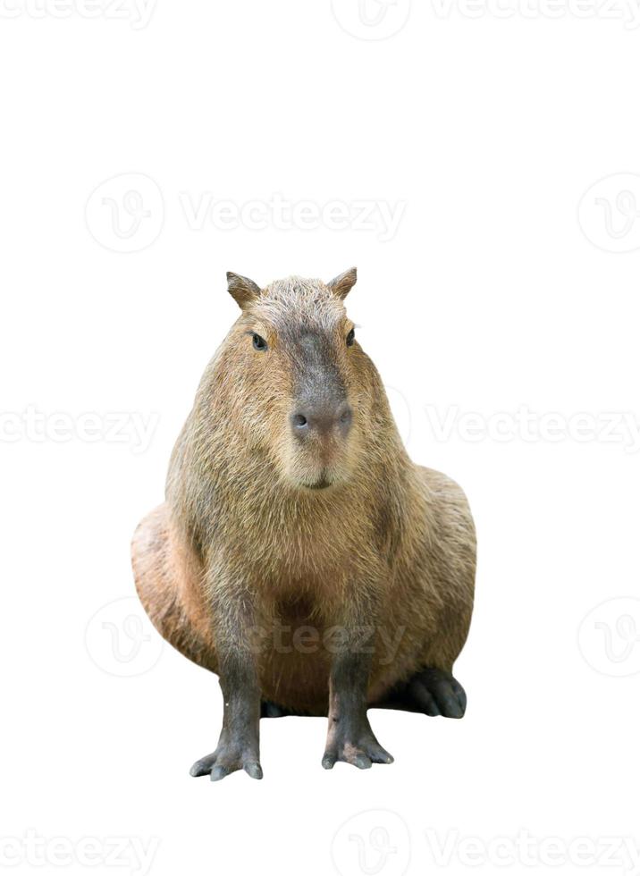 capybara isolated white background photo