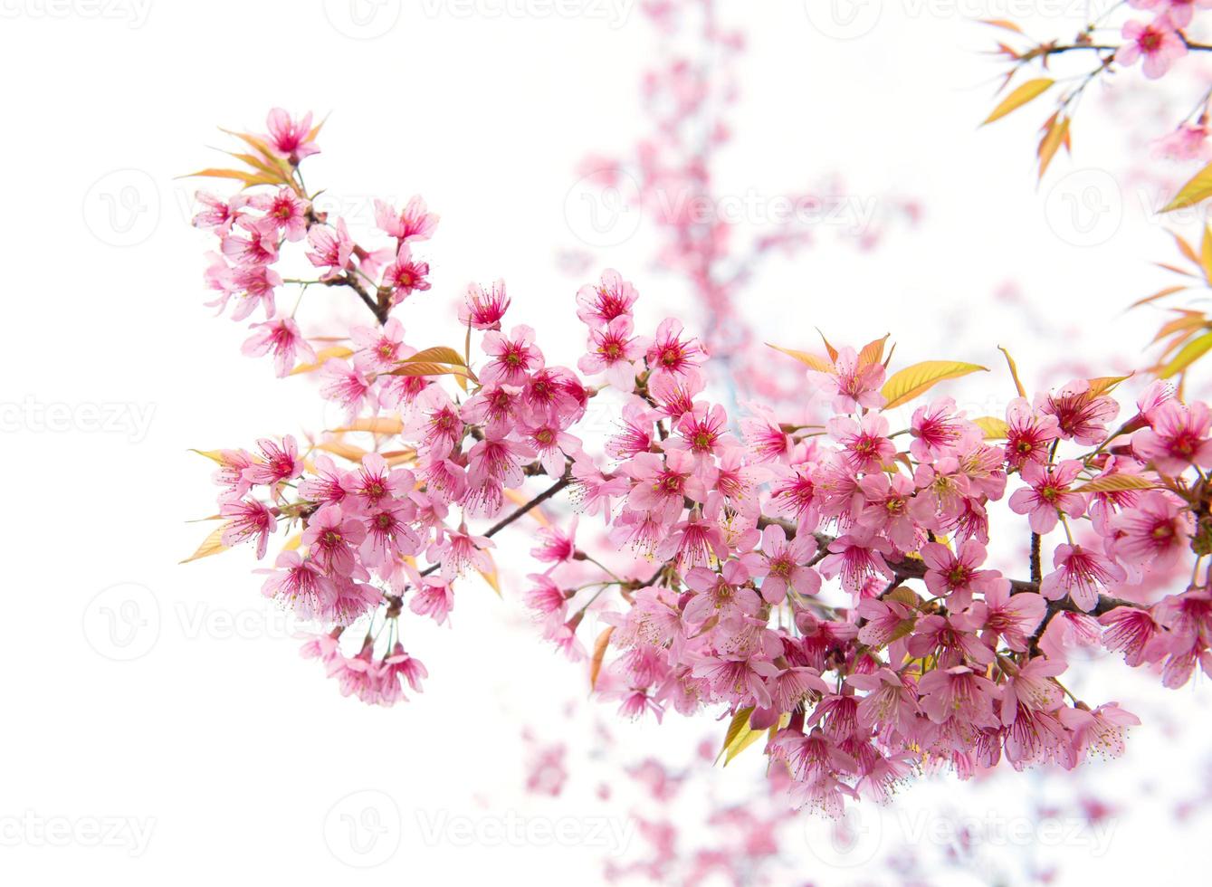 beautiful wild himalayan cherry flower photo
