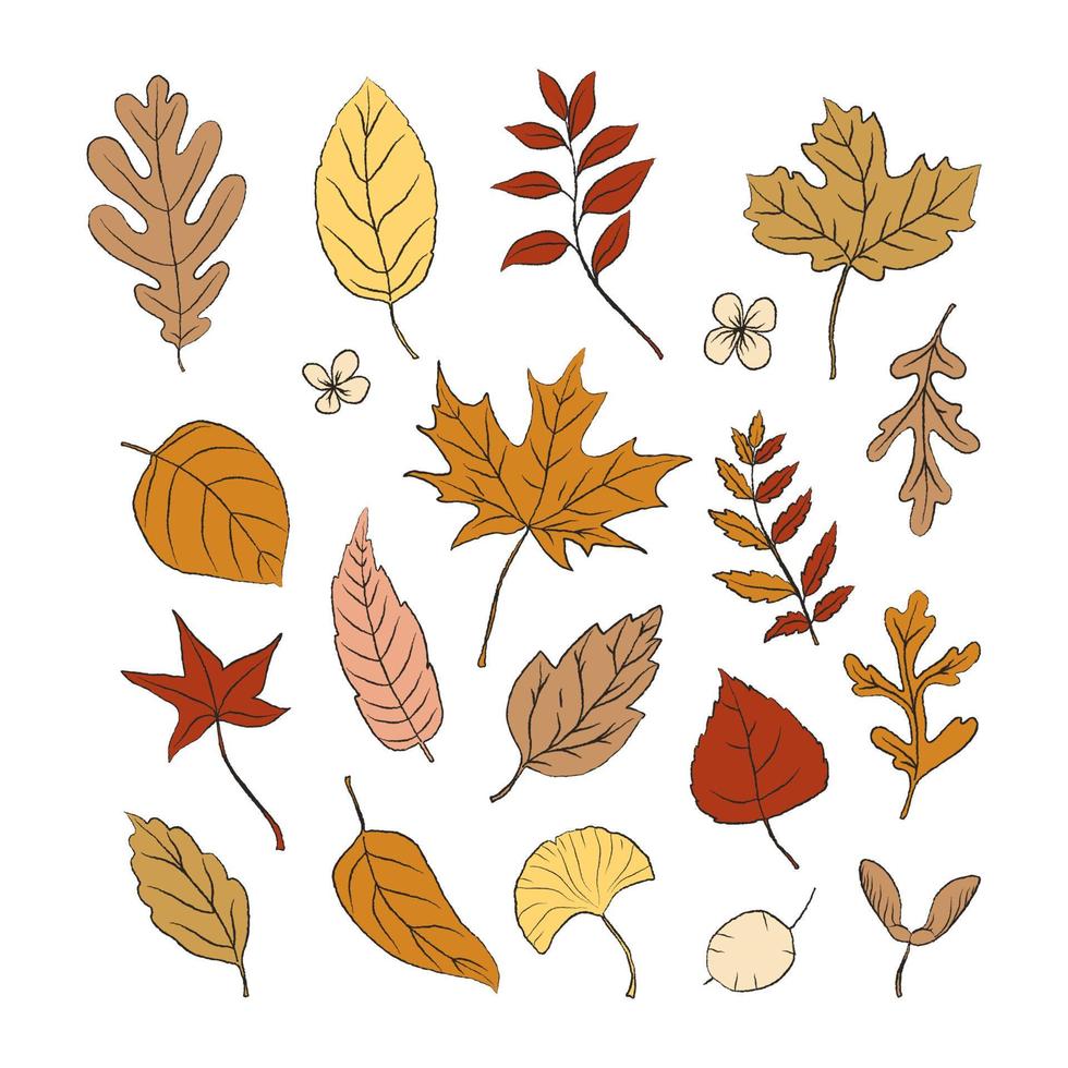 Set of hand drawn autumn leaves. Leaves collection in brown and orange colors with outline. Fall design elements vector
