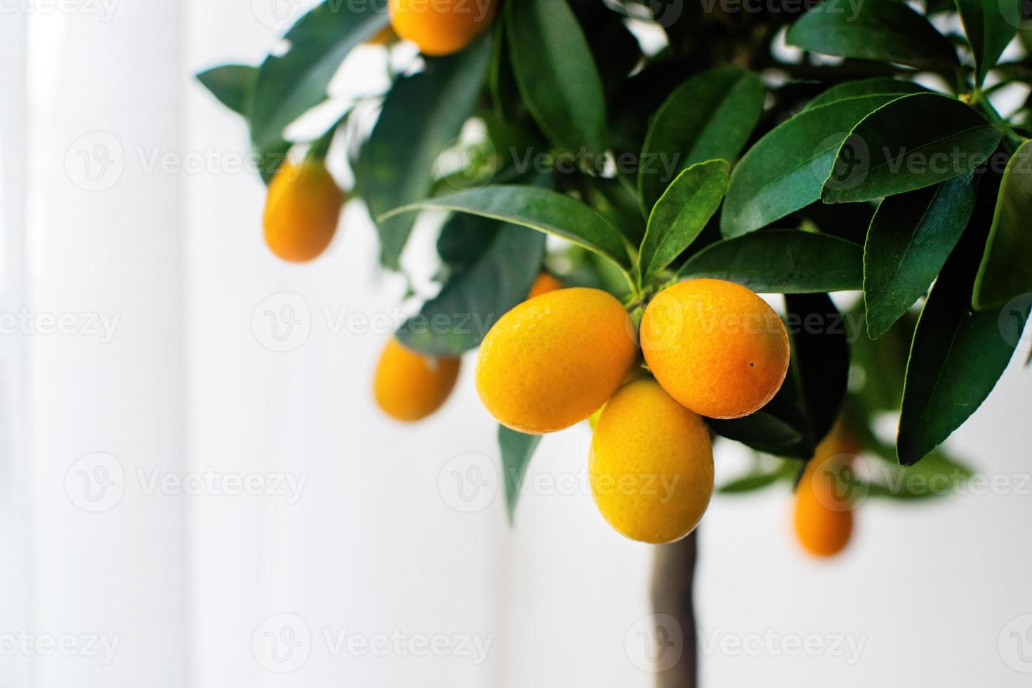 Small tangerine tree in a pot on the windowsill in the house. 10077789 Stock Photo at Vecteezy