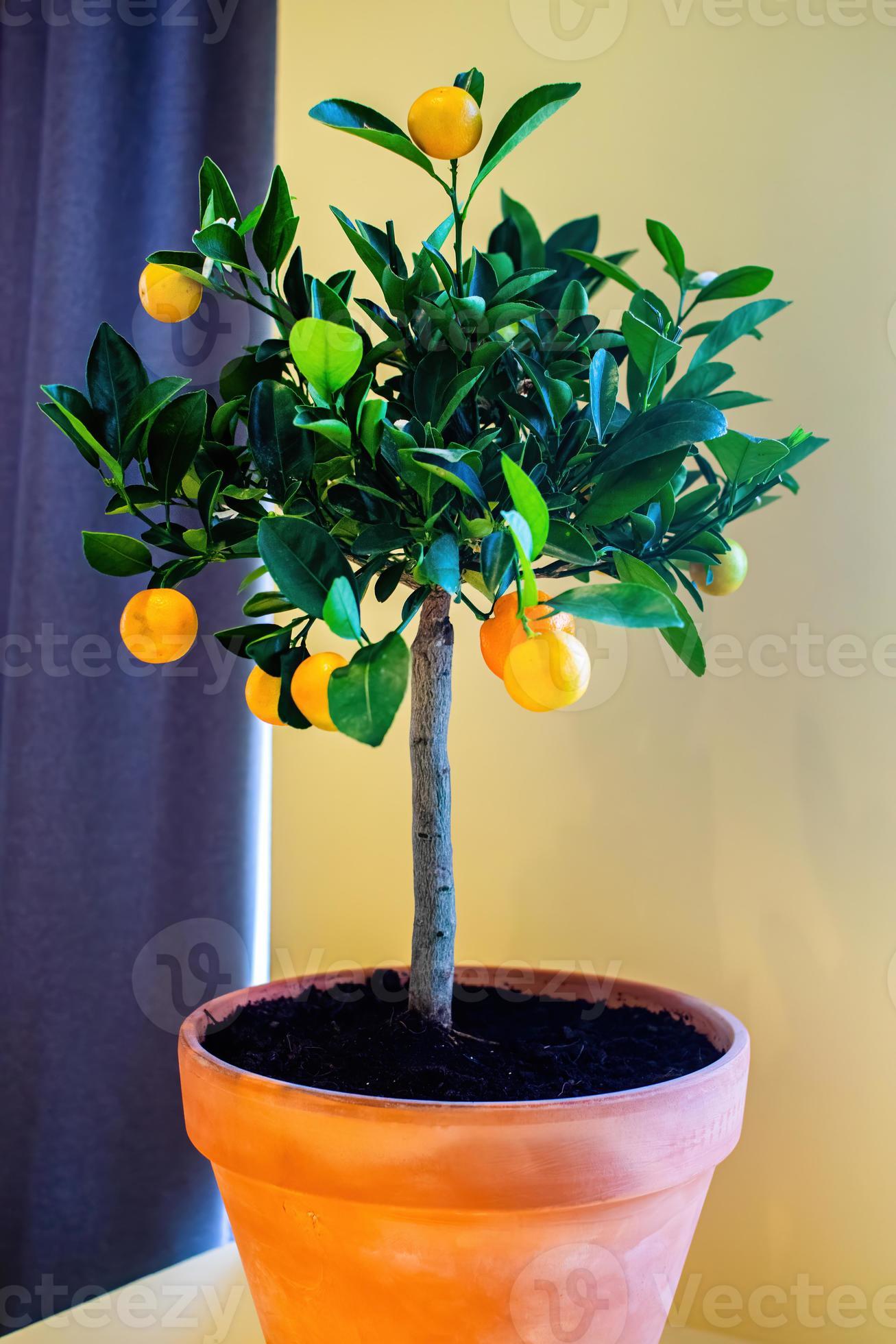 Small tangerine tree in a pot on the windowsill in the house. 10077792 Stock Photo at Vecteezy