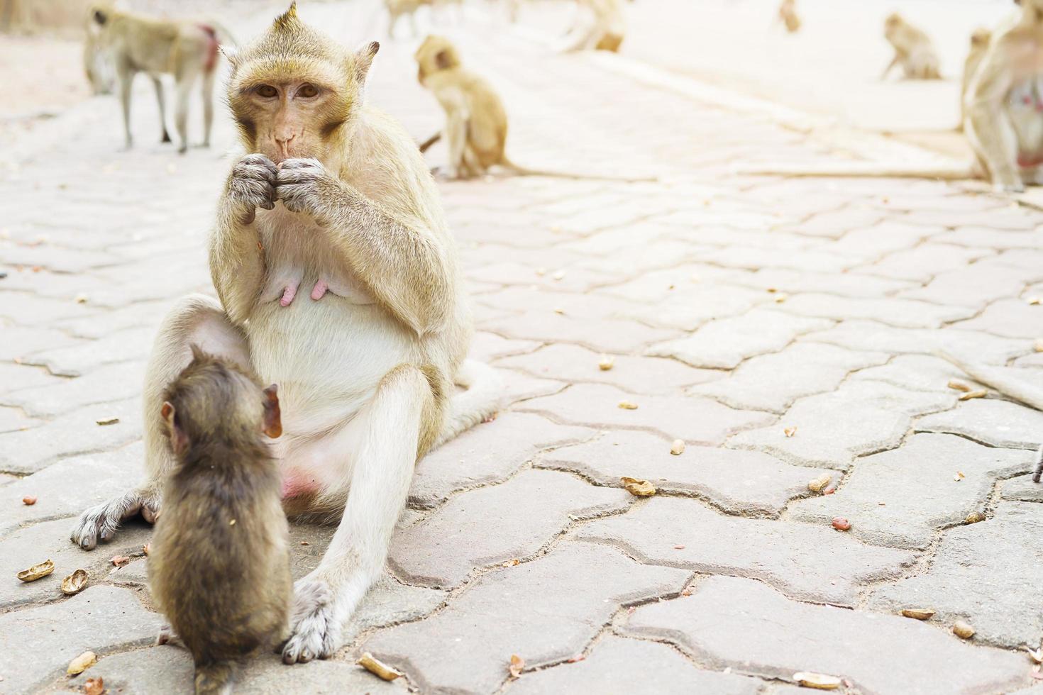 madre mono está comiendo nueces foto