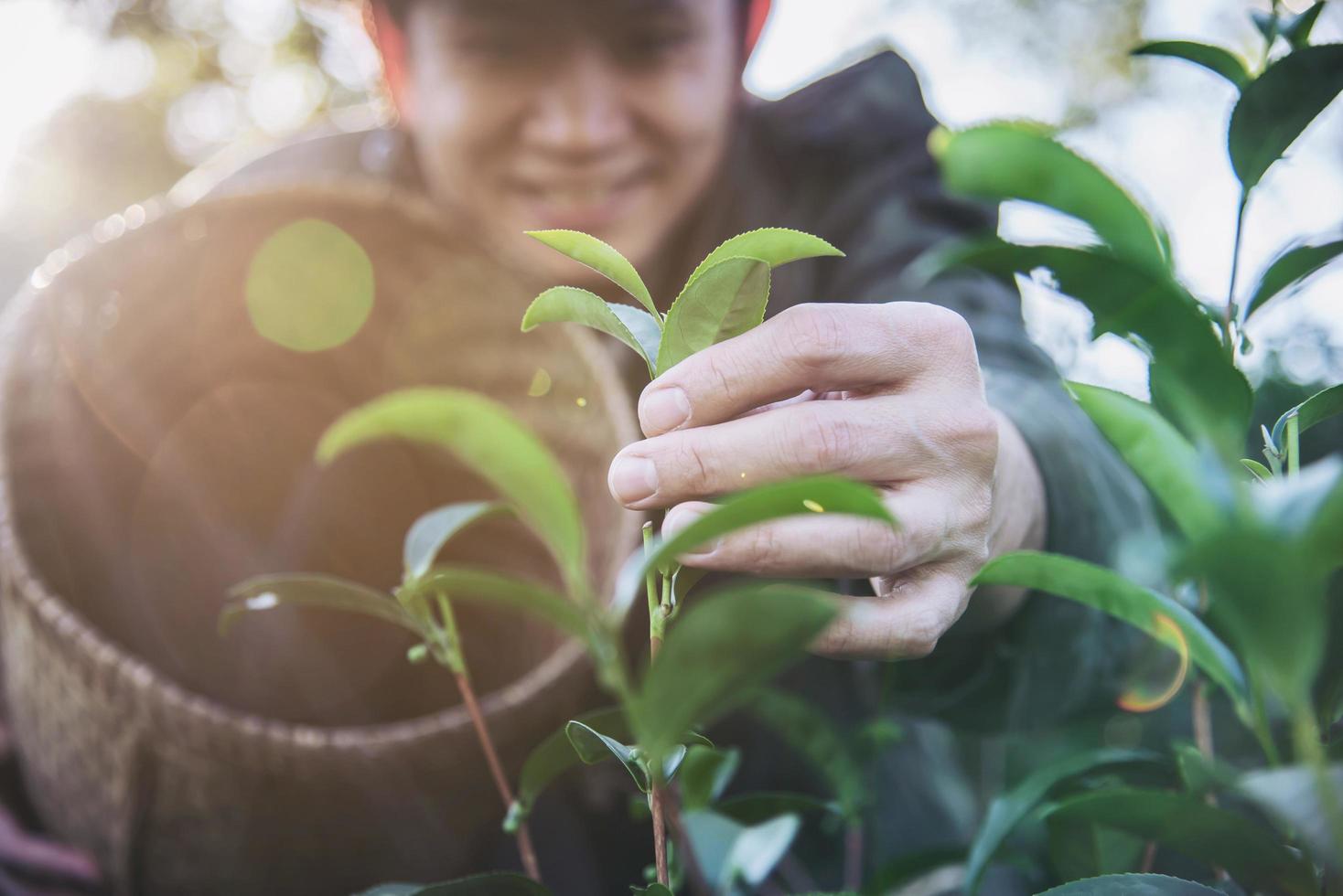 el hombre cosecha recoger hojas de té verde frescas en el campo de té de las tierras altas en chiang mai tailandia - gente local con agricultura en el concepto de naturaleza de las tierras altas foto