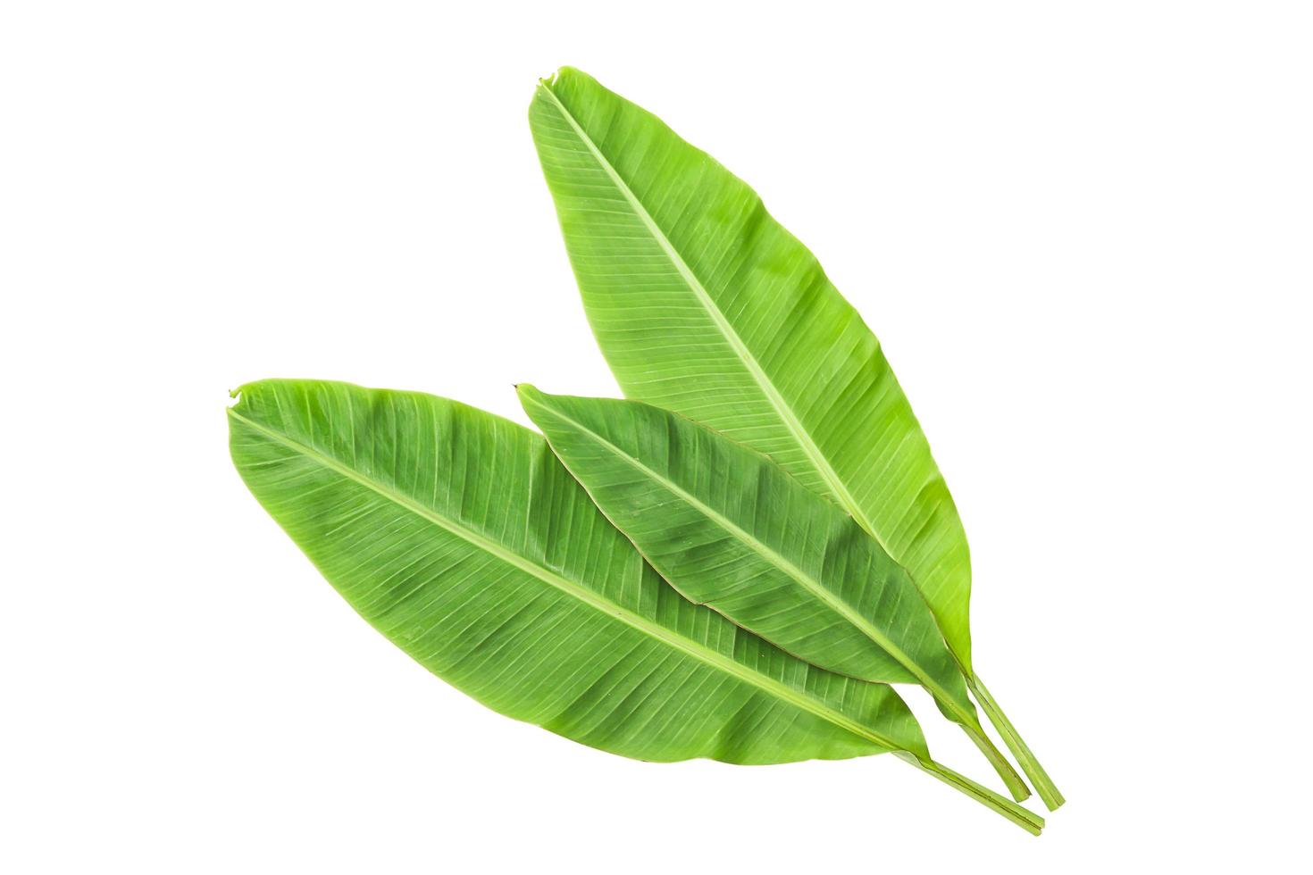 Banana leaves isolated over white. Photo includes CLIPPING PATH