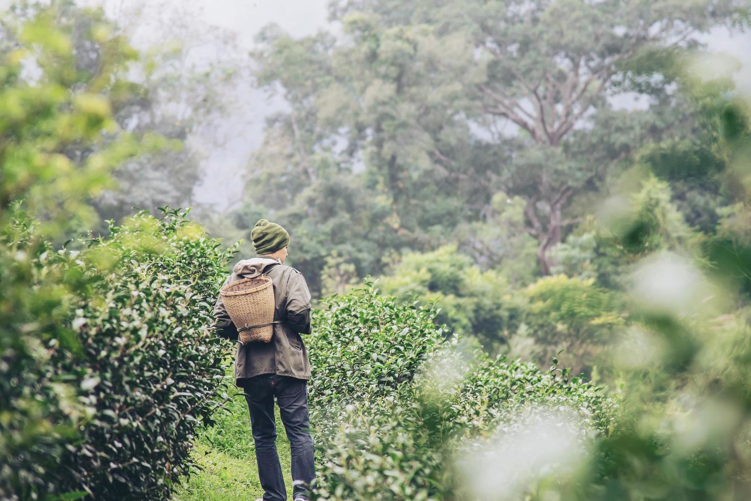 Man harvest  pick fresh green tea leaves at high land tea field in Chiang Mai Thailand - local people with agriculture in high land nature concept photo