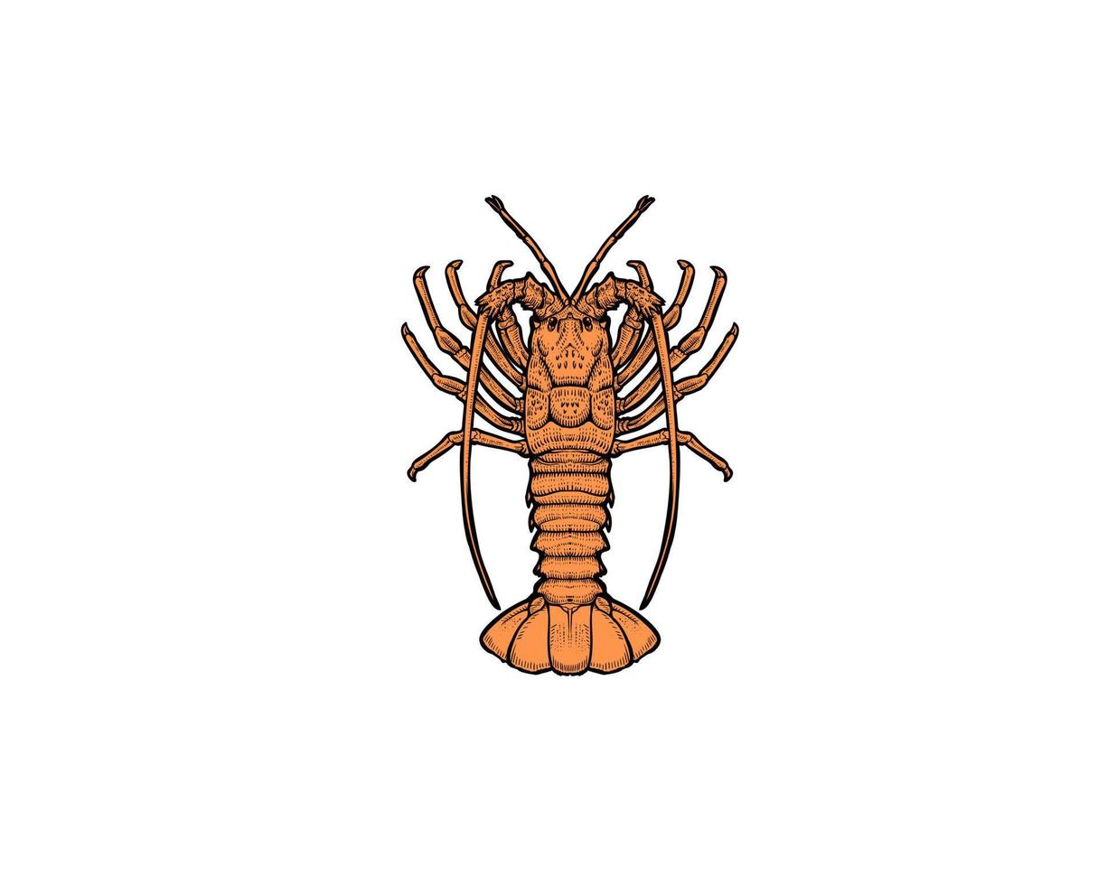 lobster stone drawing angrave  illustration vector