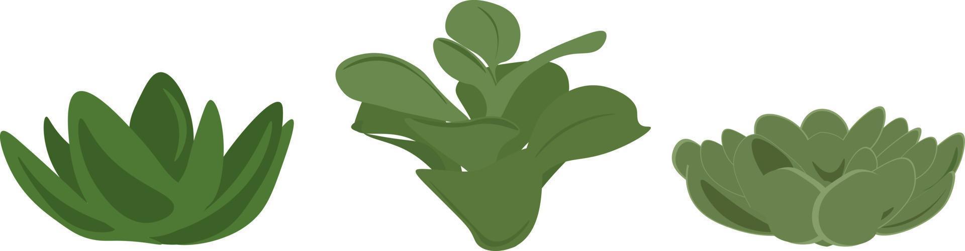 green succulents plant illustration set vector
