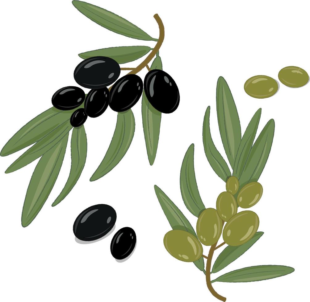 ilustración de aceitunas negras y verdes vector