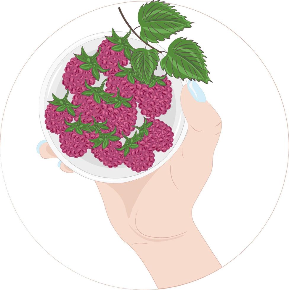 hand holding a raspberry vector