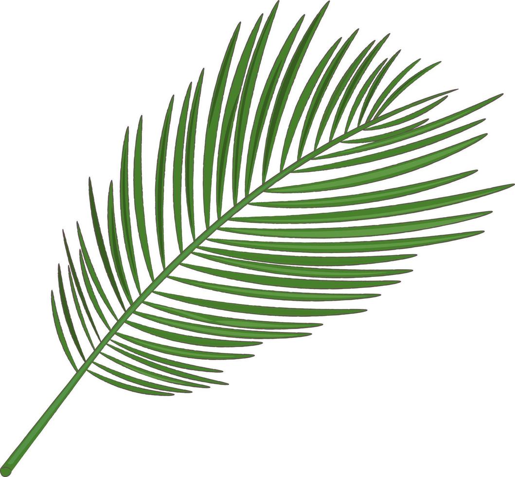 leaf isolated on white vector