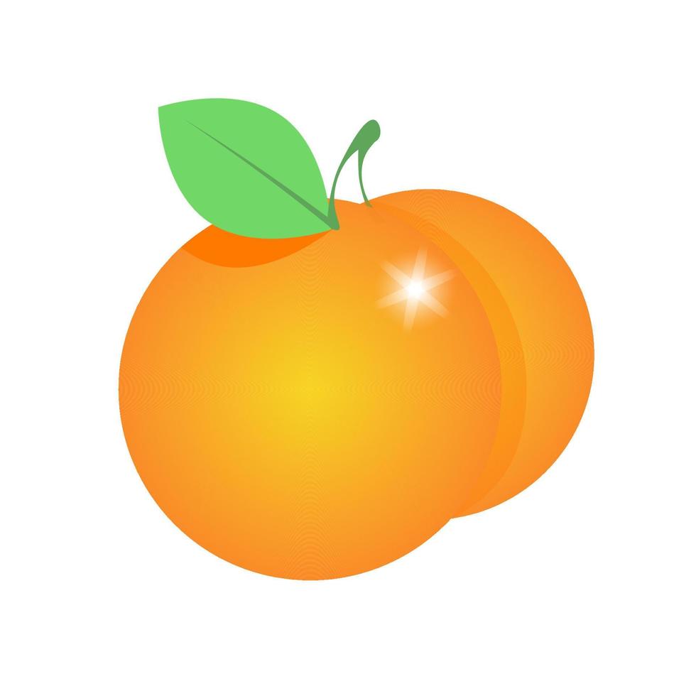 Two oranges with leaf vector