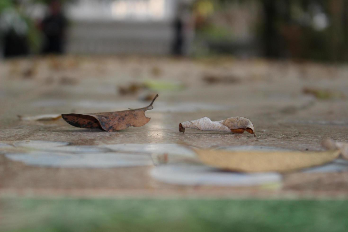 dry leaves falling on the ground photo