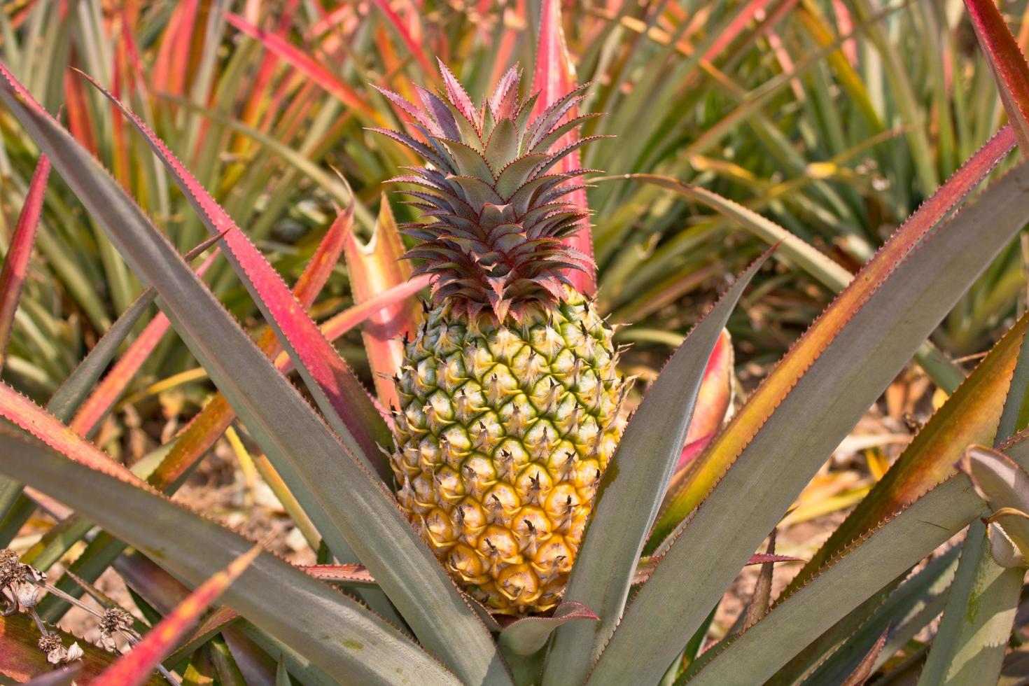 pineapple in the field photo