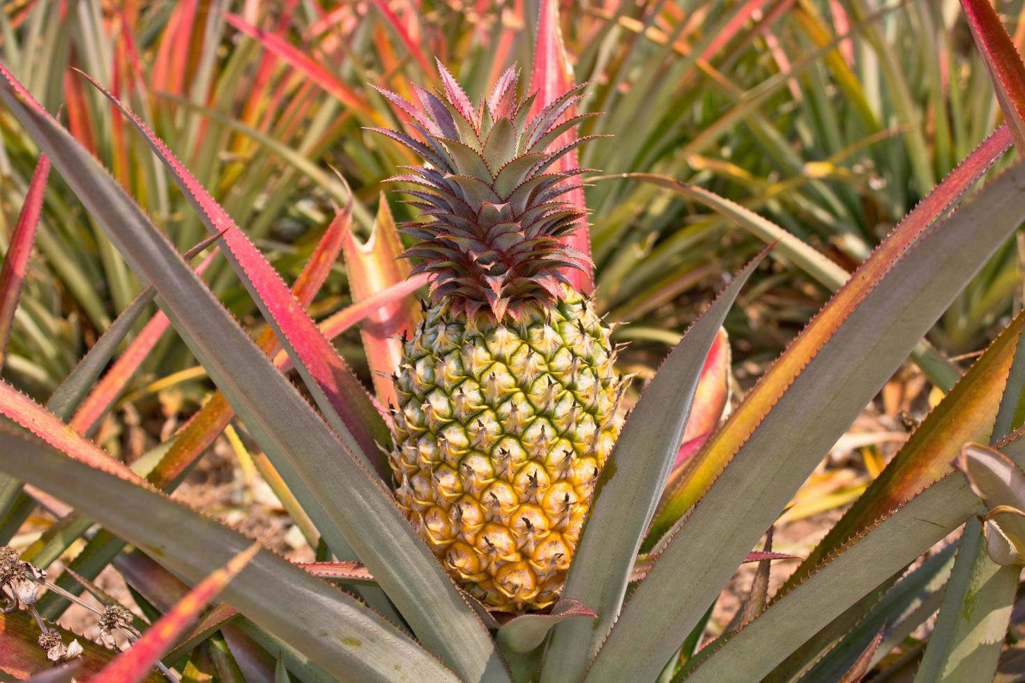 piña en el campo foto