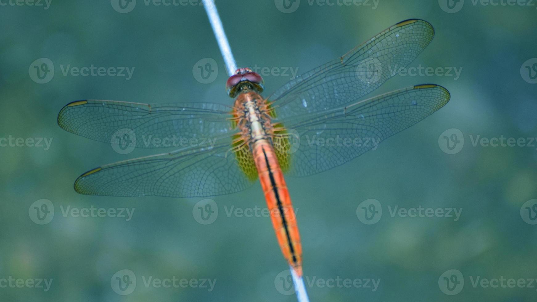 Dragonfly on Branch photo