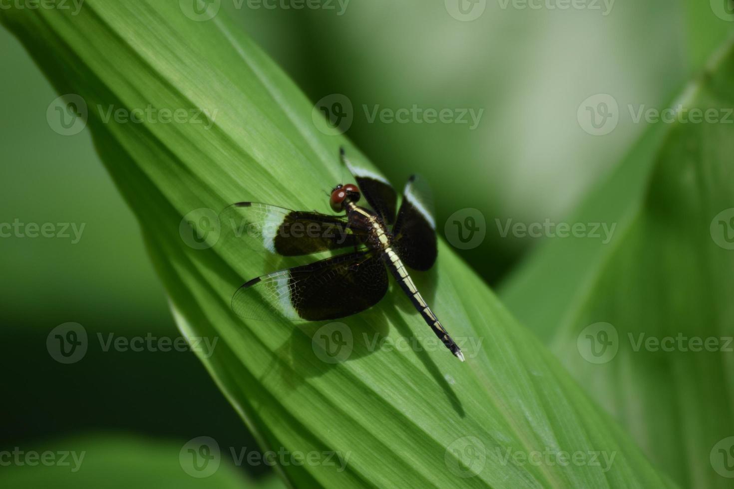 Dragonfly on Leaf photo