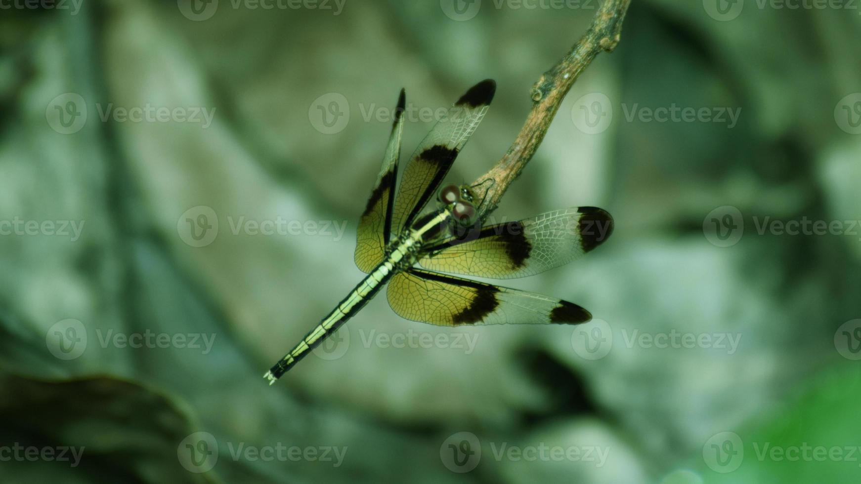 Dragonfly on Branch photo