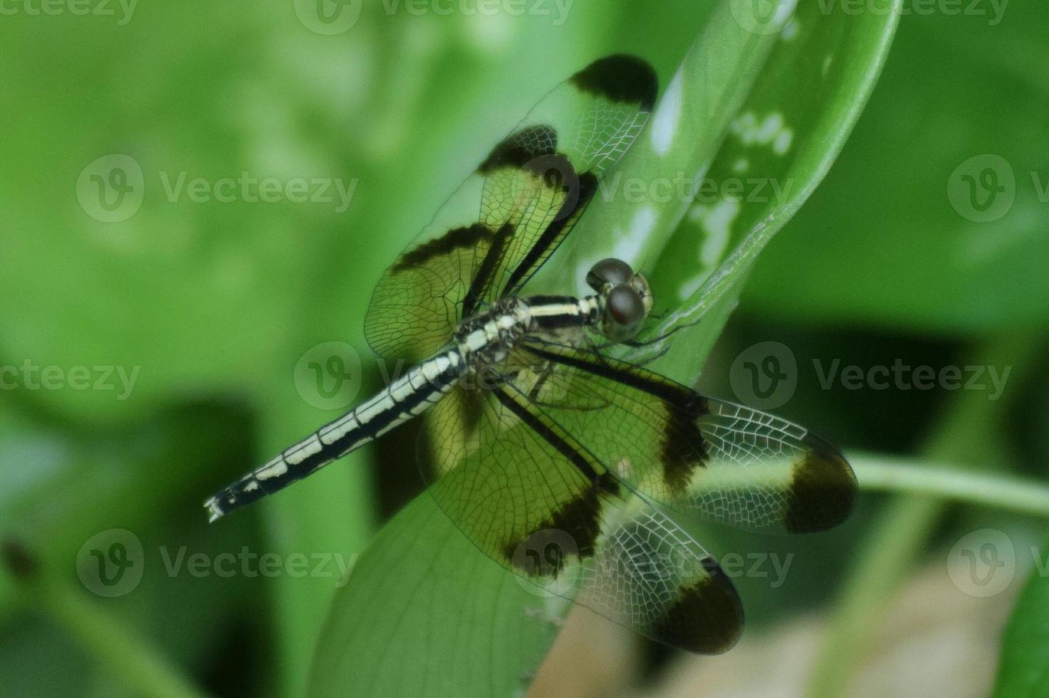 Butterfly on green leaf photo