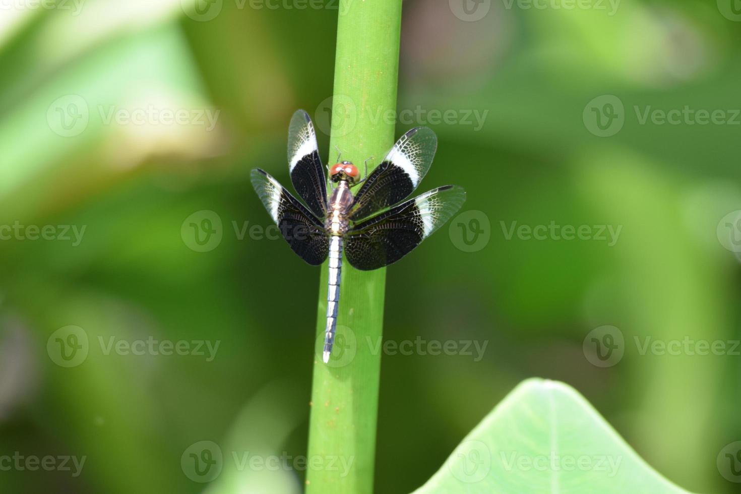 Dragonfly on the Leaf photo